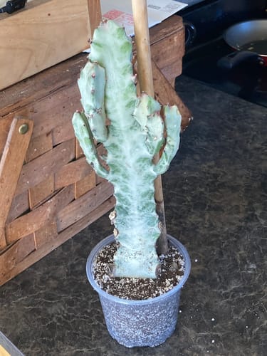 Customer photo review of Euphorbia Lactea Variegata | White Ghost Euphorbia
