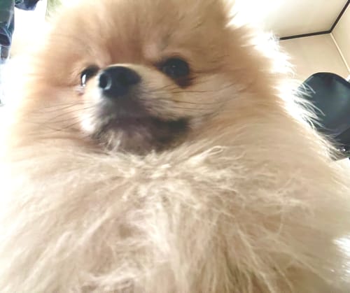 Customer photo review of FunFunPet 高機能ハーネス（お名前タグ作成サービス付き）