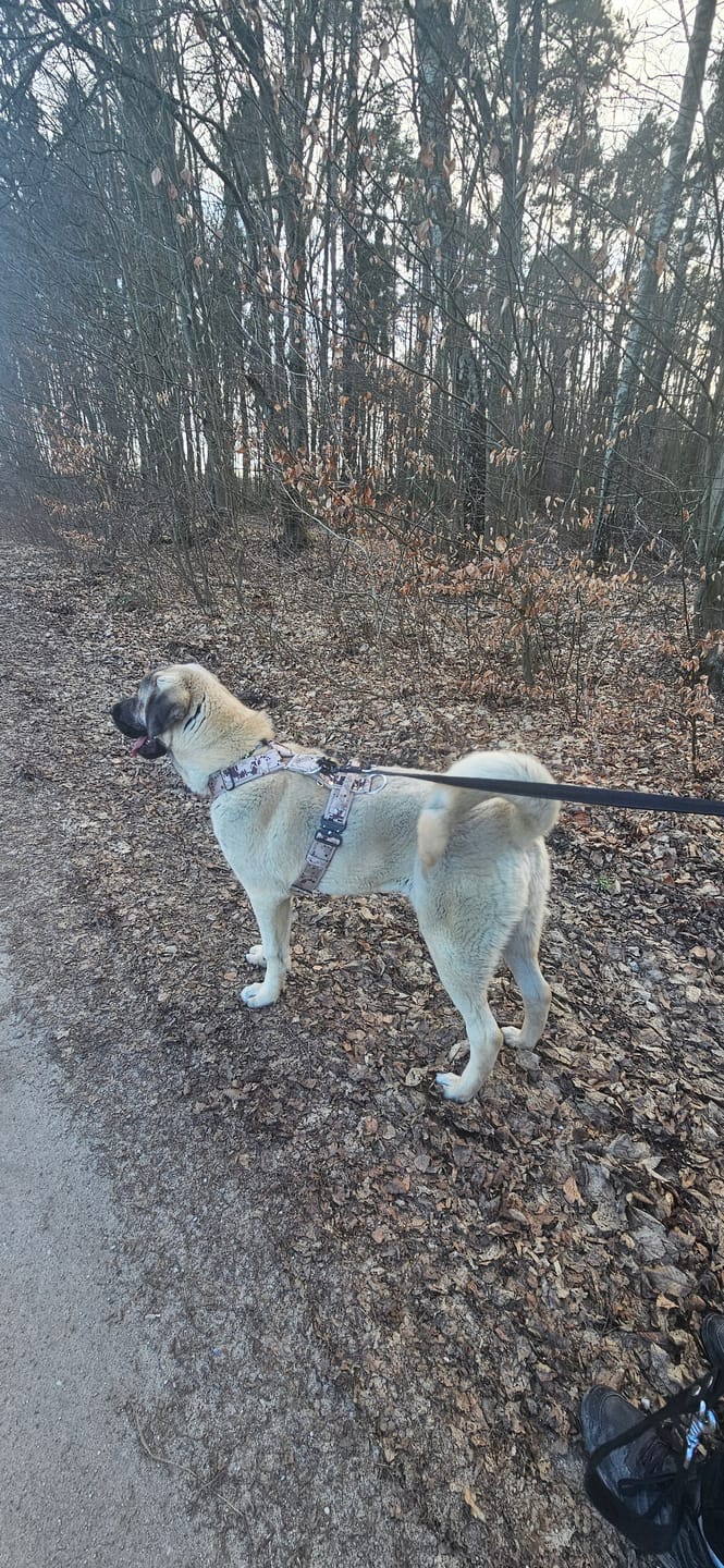 Customer photo review of Szelki z szybką klamrą - Easy Walk Extreme Camo Beige