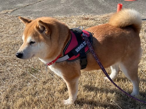 Customer photo review of FunFunPet 高機能ハーネス（お名前タグ作成サービス付き）