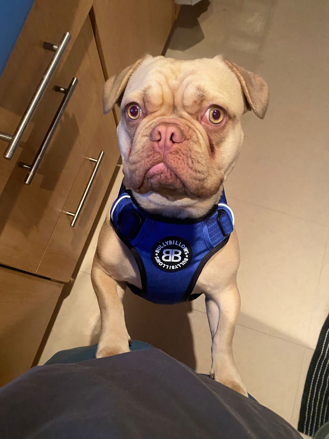 Customer photo review of Comfort Premium Harness | Non Restrictive - Blue