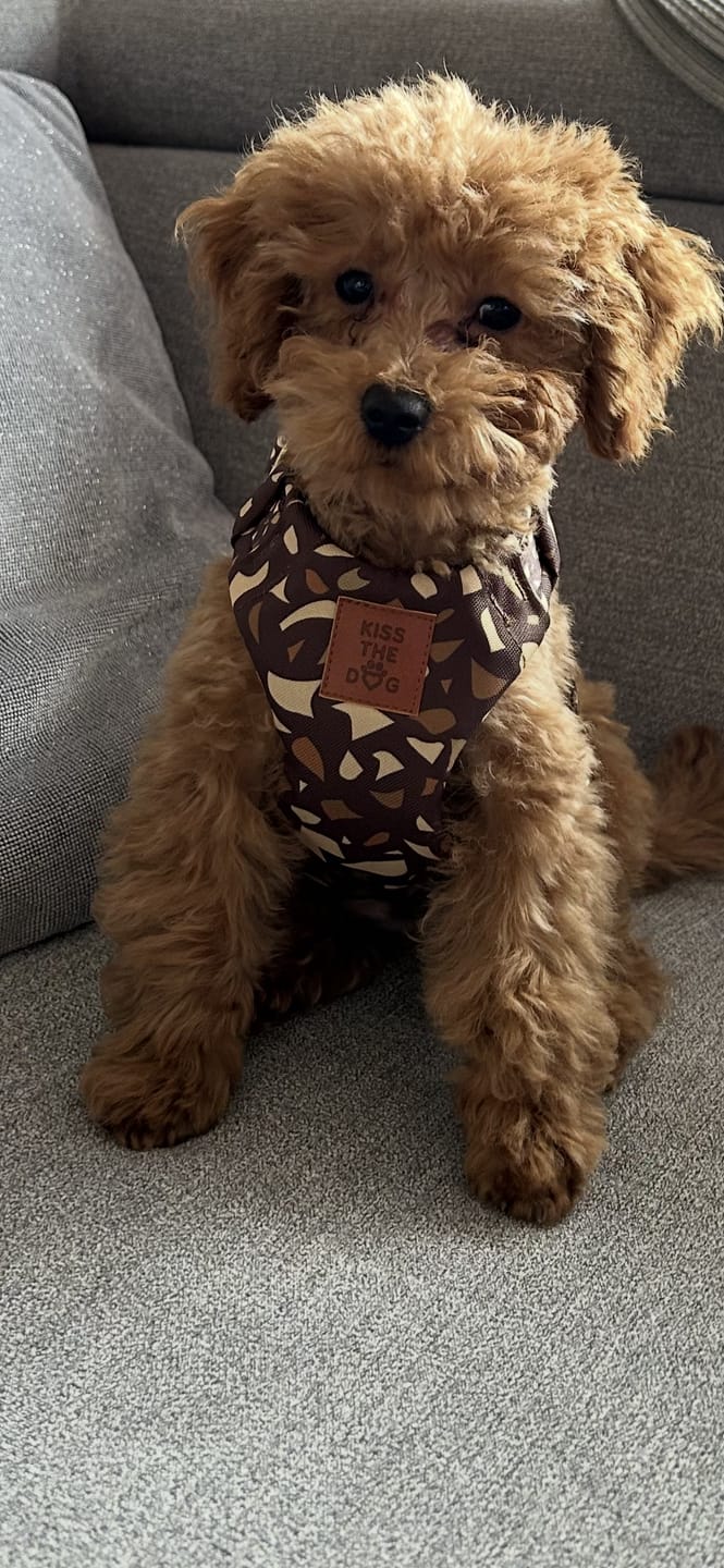 Customer photo review of Smycz miejska "Brownie Terrazzo" - złote okucia