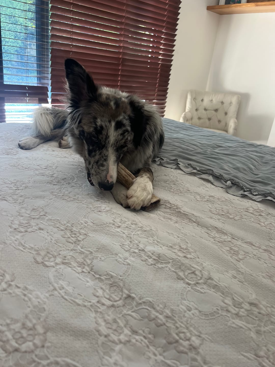 Customer photo review of Asta de ciervo para perros - Regular