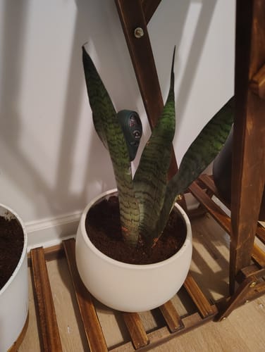 Customer photo review of Snake Plant | Mother-In-Law's-Tongue Plant | Sansevieria Zeylanica Live plant | Sansevieria Laurentii | Plants for Pets | Air Purifier Plant