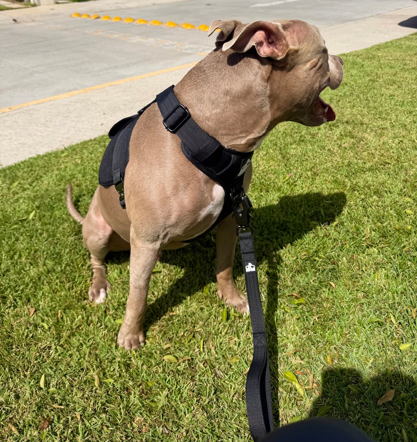 Customer photo review of Matching Black 6' Bully Proof Leash