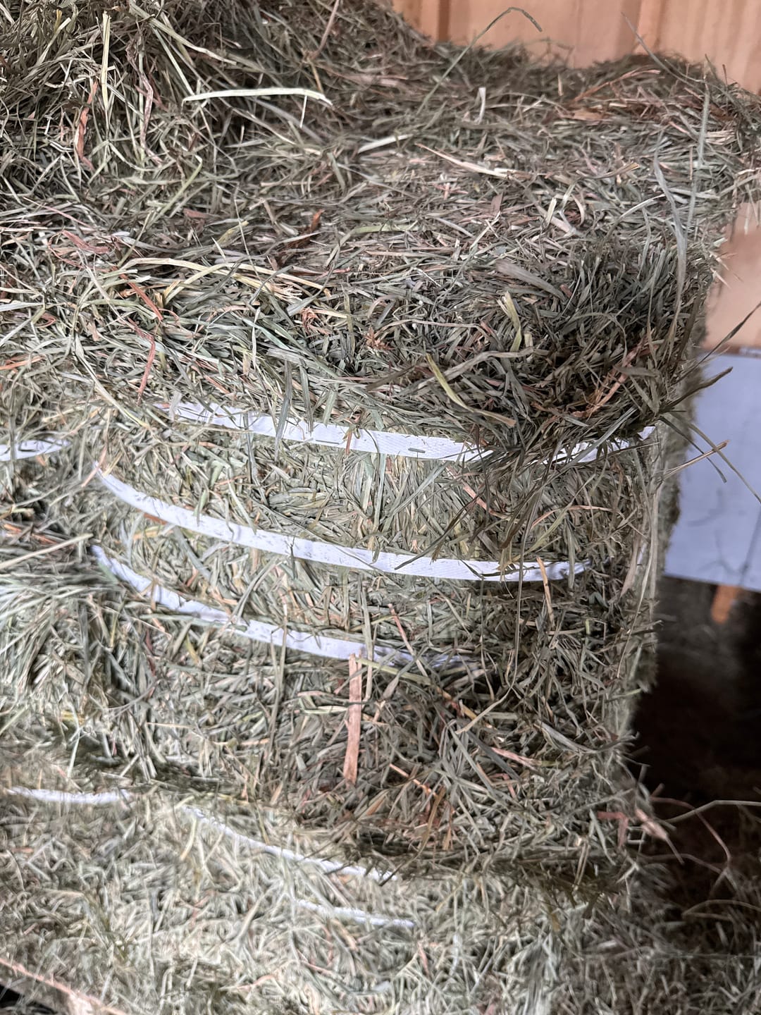 Customer photo review of 2nd Cutting (Click here for Qty Discount) NY Timothy Orchard Grass Hay (Buy More - Save More)(Includes delivery too!)