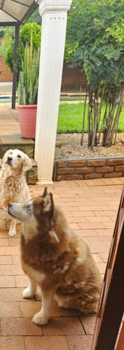 Customer photo review of Human-Grade Beef Liver Treats (Promo)