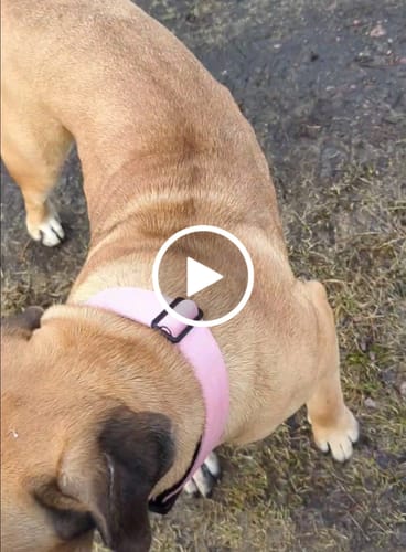 Customer video review of 5cm Combat® Collar | NO Handle & Secure Clip - Pink