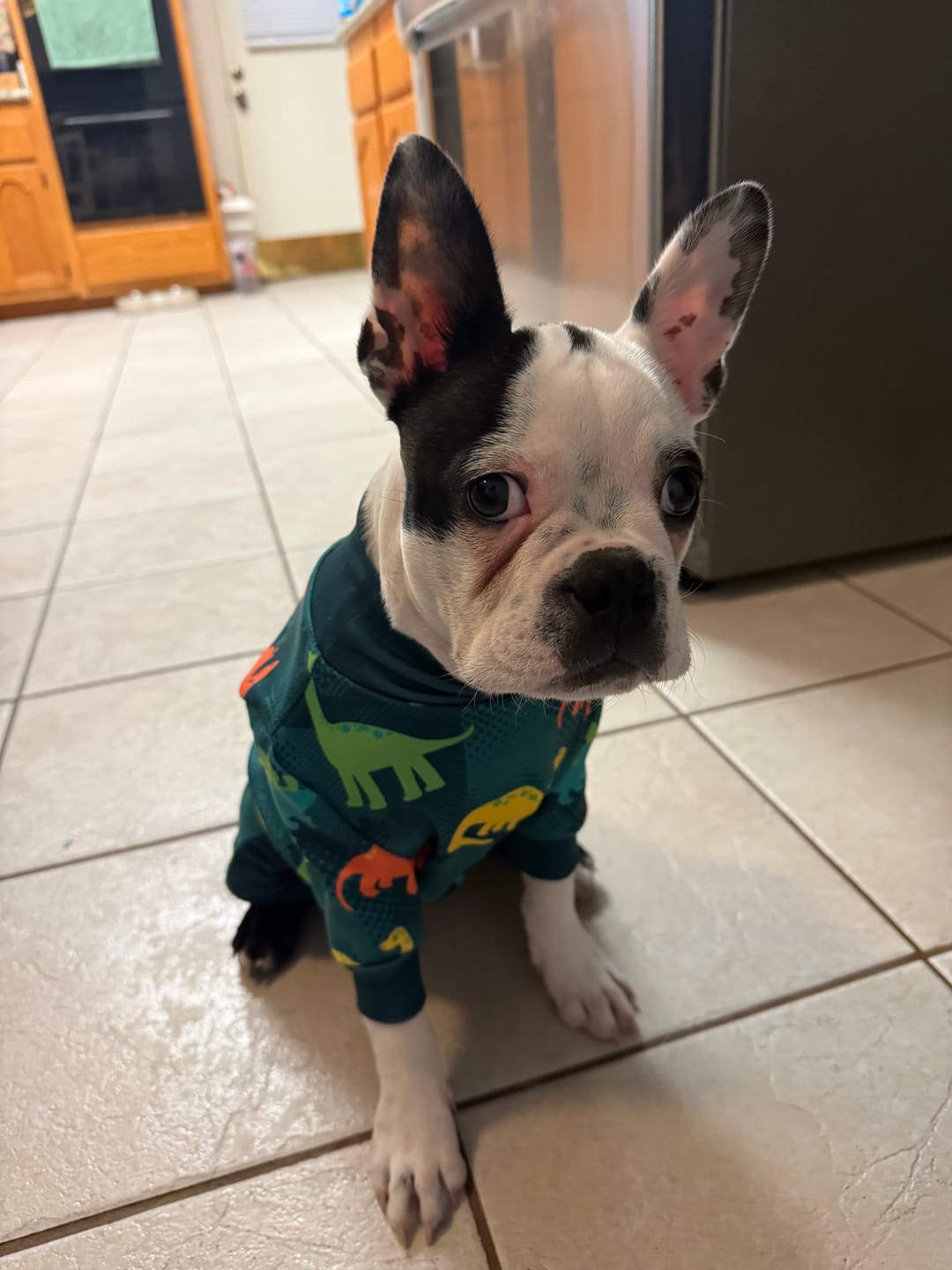 Customer photo review of Dog Pajama Prints