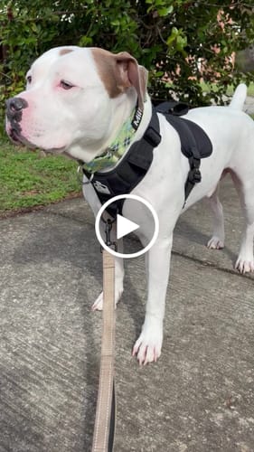 Customer video review of No Pull Bully Proof Harness
