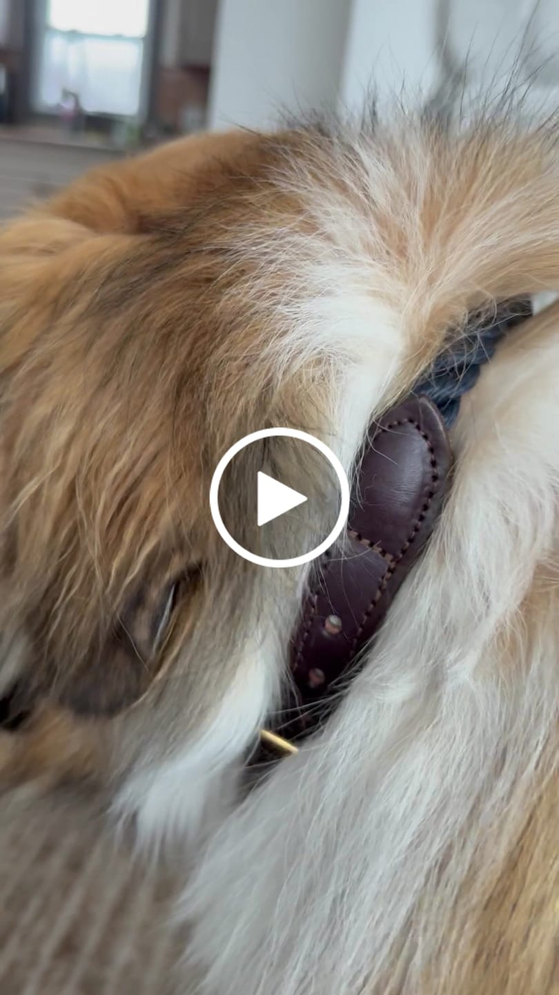 Customer video review of Navy Rope & Leather Cat & Dog Collar