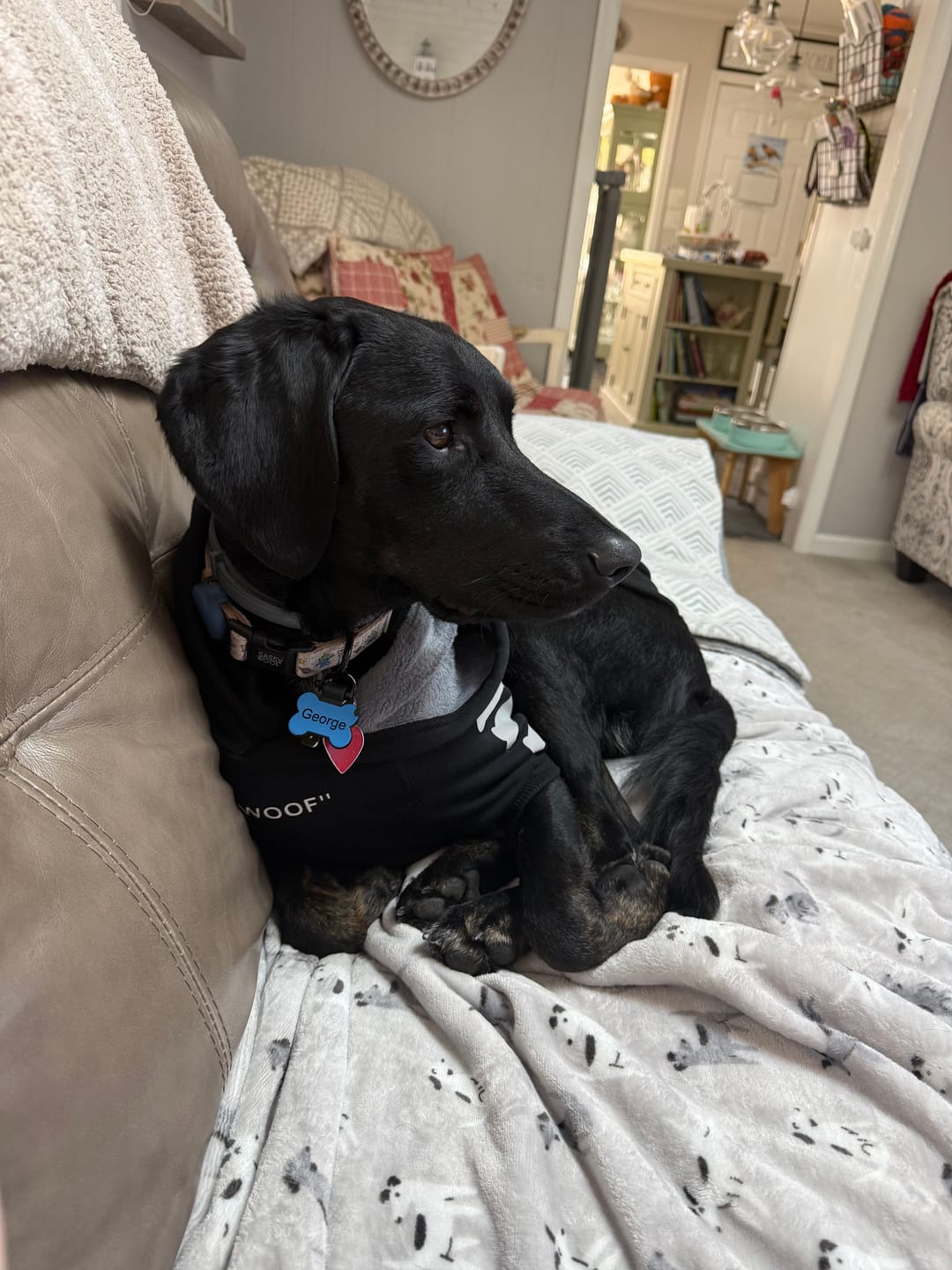 Customer photo review of "WOOF" Dog Hoodie - Black & Reflective