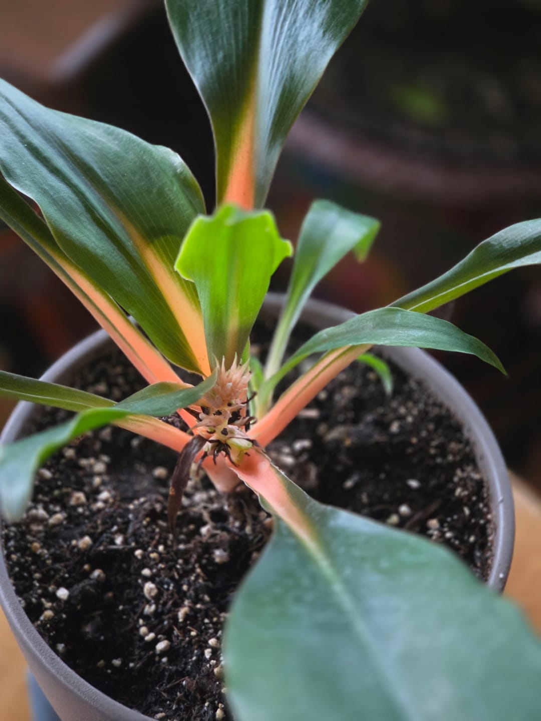 Customer photo review of Chlorophytum 'Fire Flash' 'Mandarin Orange'