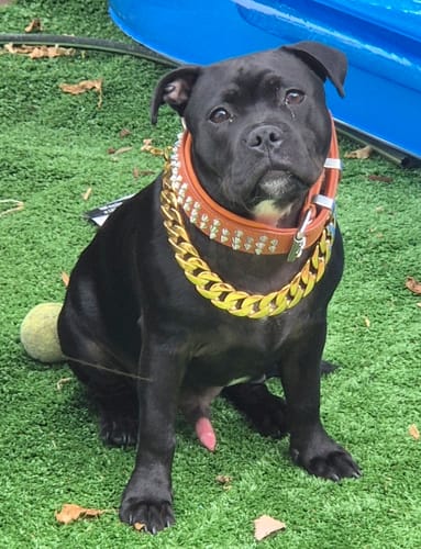 Customer photo review of Hand Made Leather Dog Collar - Imperial Orange & Chrome (Wide Fit)