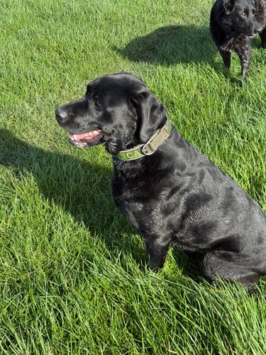 Customer photo review of Neoprene Dog Collar with Name - L | 4Kyon