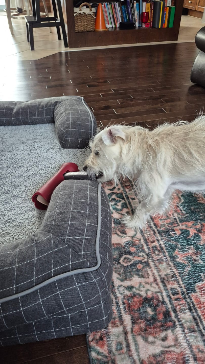 Customer photo review of Blueberry Himalayan Yak Chew (MEDIUM)
