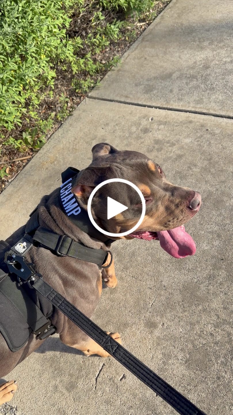Customer video review of Black Bully Proof Collar