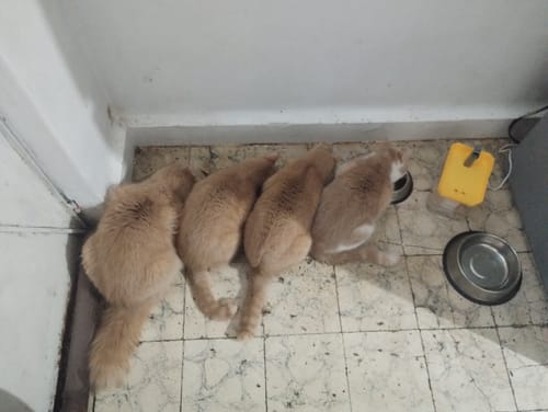 Customer photo review of CT2302 1 Pieza De Fuente De Agua 1.5L Para Mascota