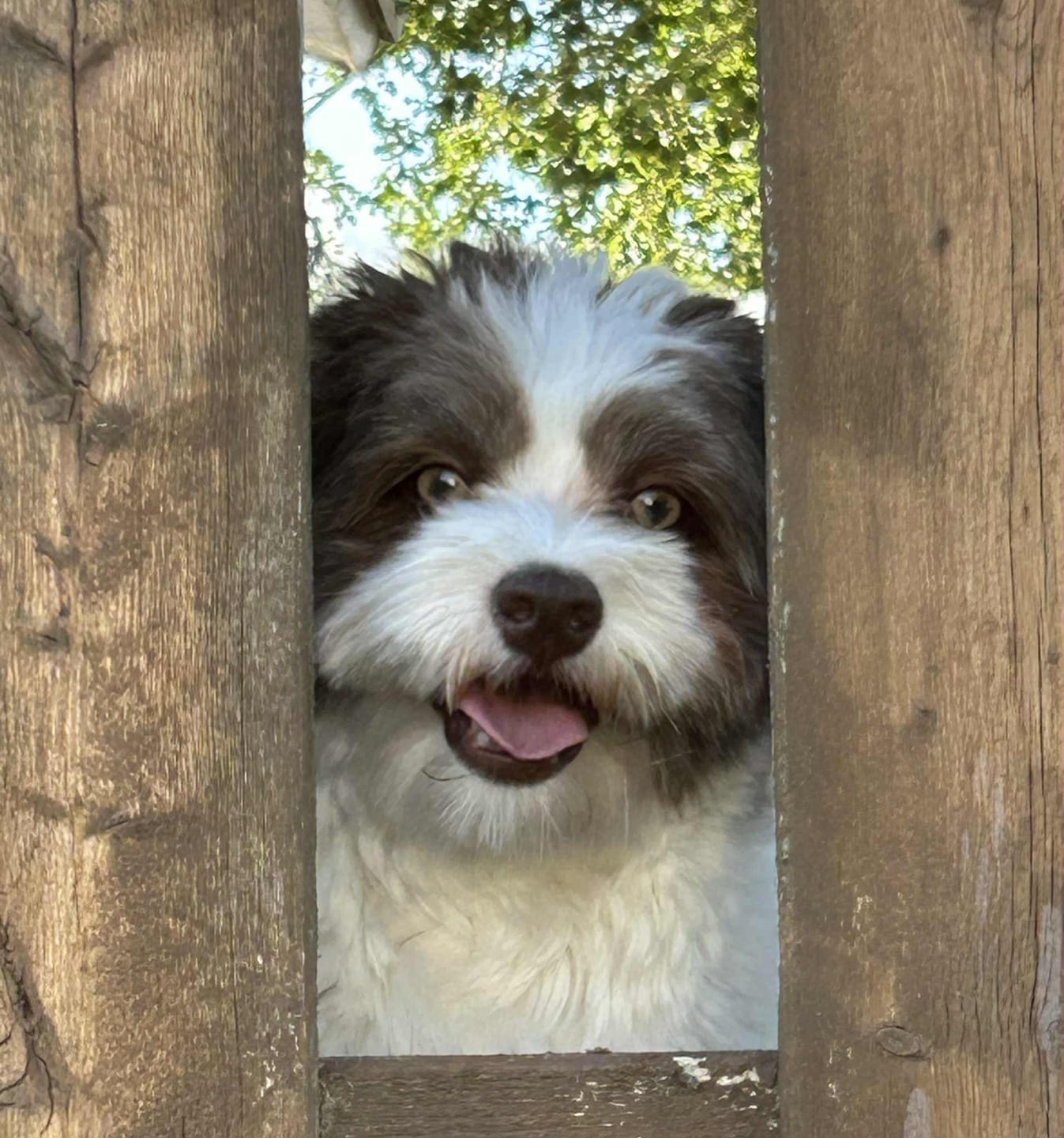 Customer photo review of Sustainable Fish formulas / Adult & Puppy