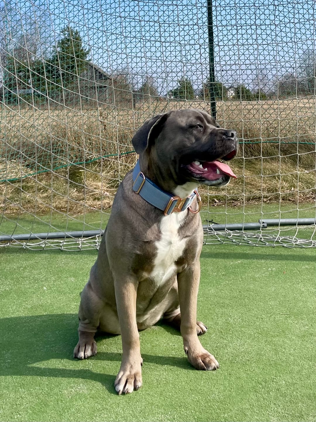 Customer photo review of Smycz przepinana z dodatkową raczką - Multi Guard Leash Rose Edition Pastel Blue