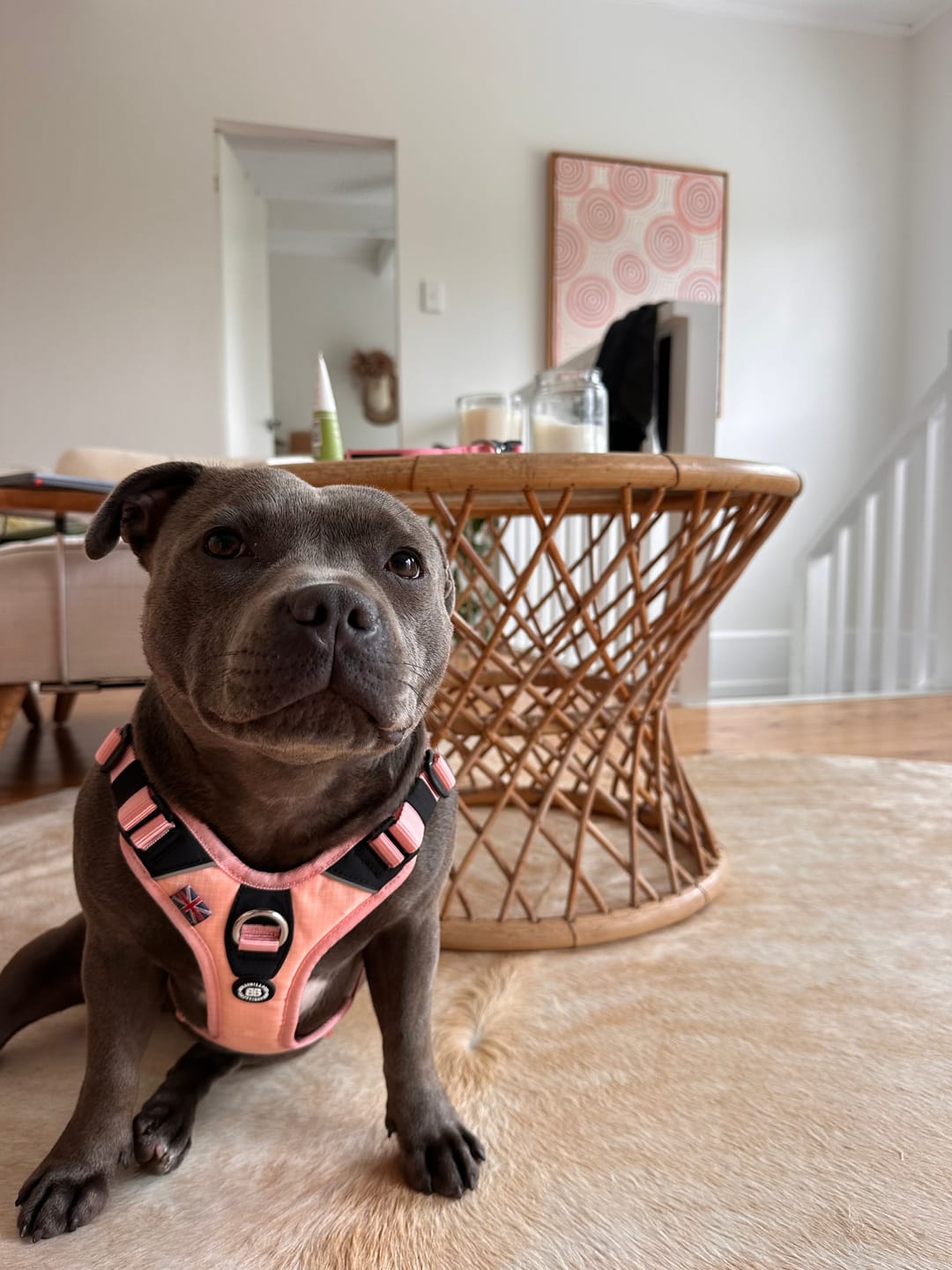 Customer photo review of Anti Pull Hurricane Harness Lighter | With Handle - Pink