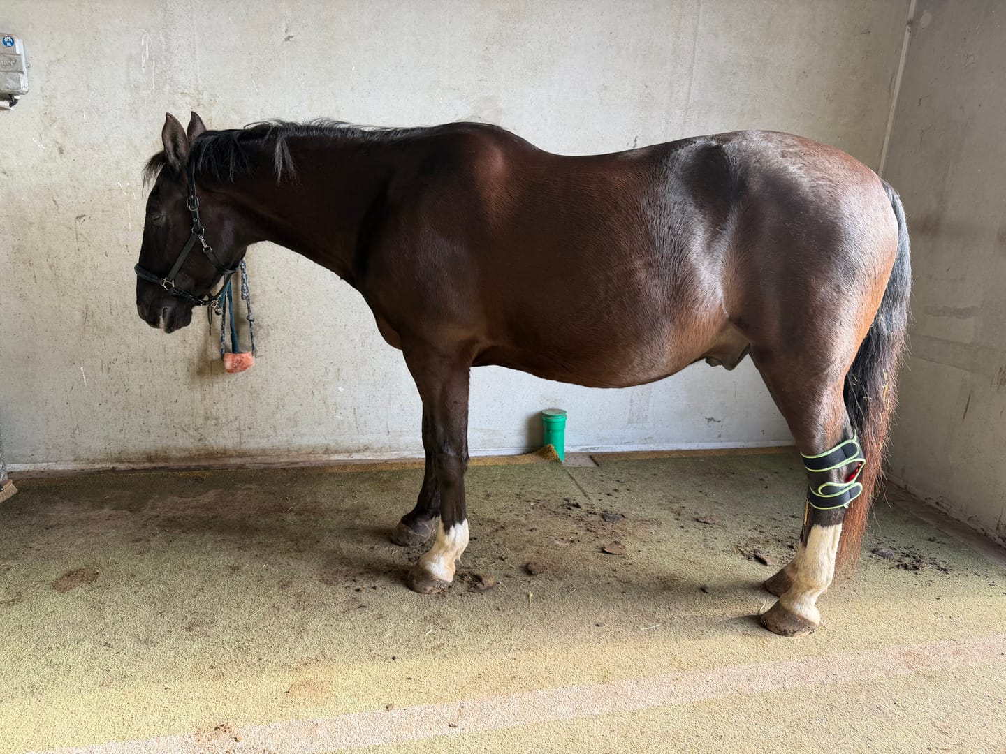 Customer photo review of Koanna® Rotlicht Bandage gegen Knieschmerzen
