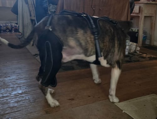 Customer photo review of Complete Joint Recovery eBook