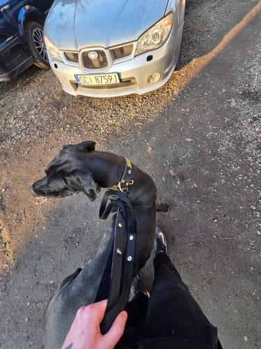 Customer photo review of Smycz z dodatkową rączką - Guard Leash Czarna
