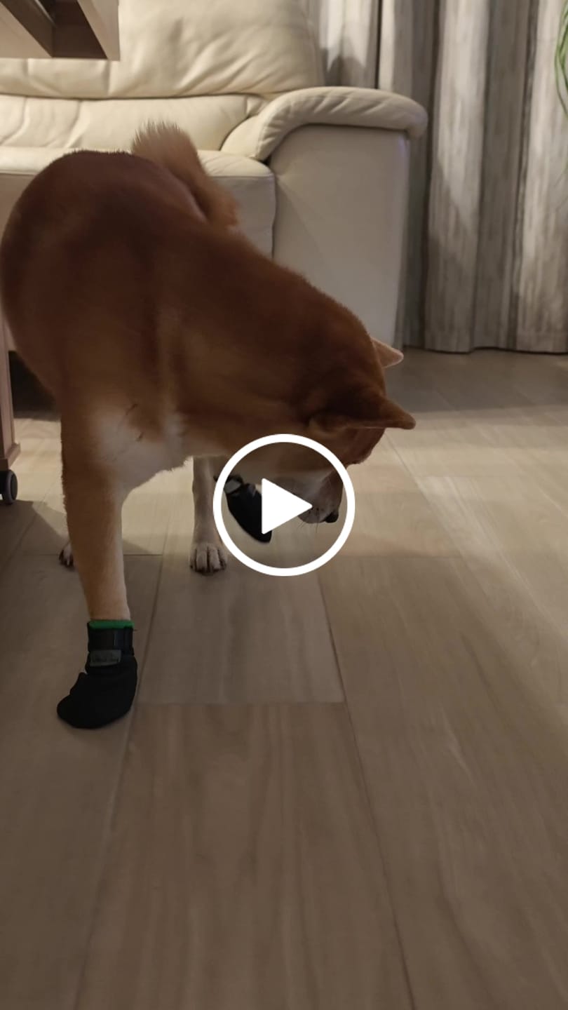 Customer video review of The Shortie All Season Dog Shoes / Boots