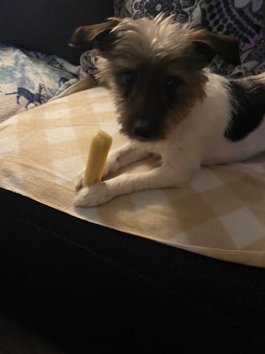 Customer's small dog holds a Long-Lasting Yak Chew between its paws while lying on a checkered blanket.