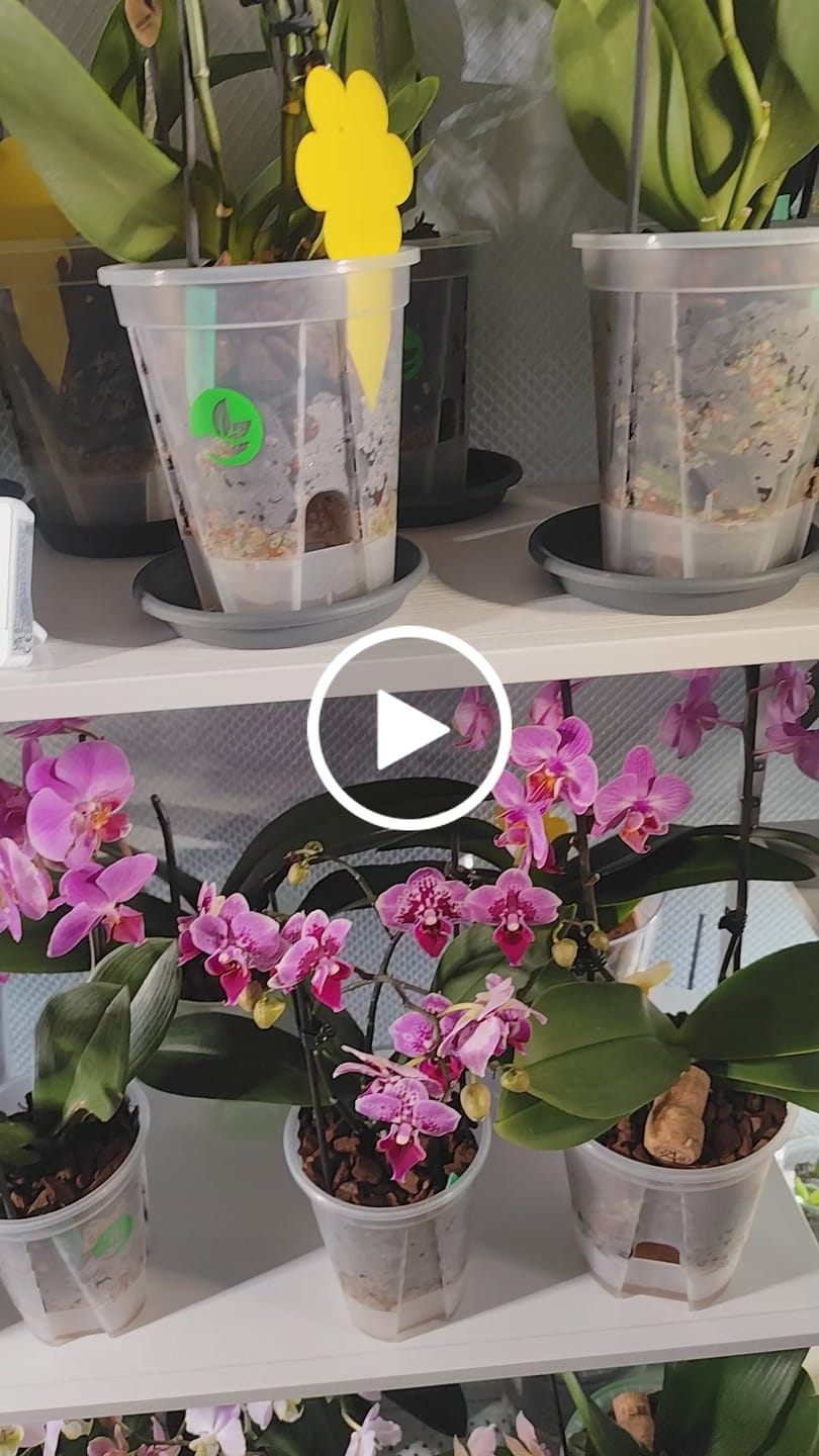 Customer video review of Clear Self-Watering Plant Pots