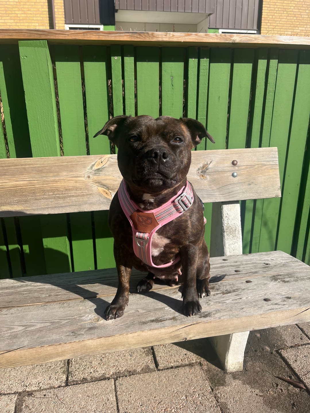 Customer photo review of Staffordshire Bull Terrier 1935® Treat Bag