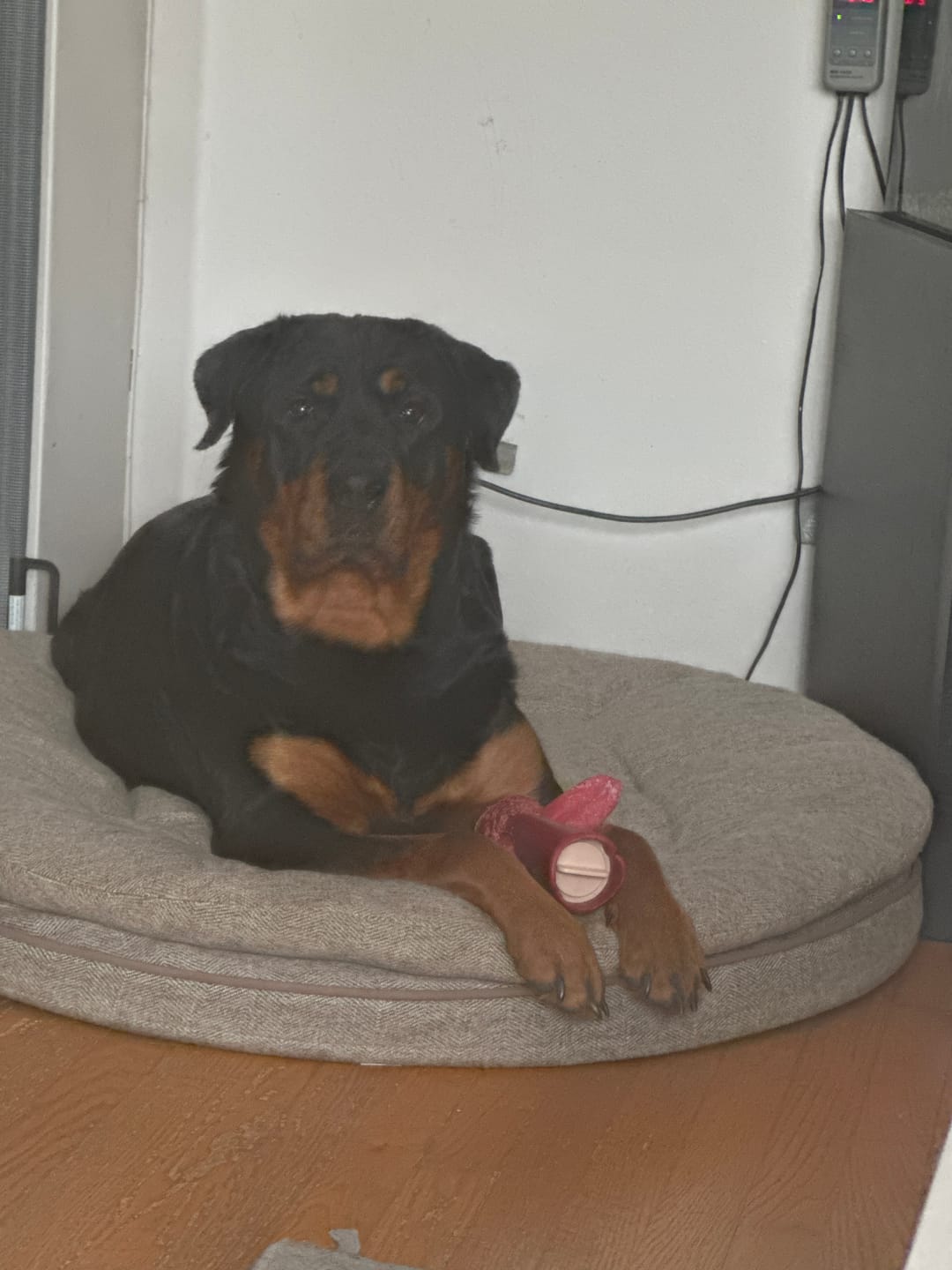 Customer photo review of Strawberry Himalayan Yak Chew (MEDIUM)