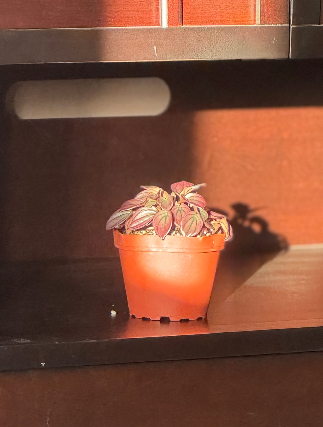 Customer photo review of Peperomia caperata ‘Cayenne’