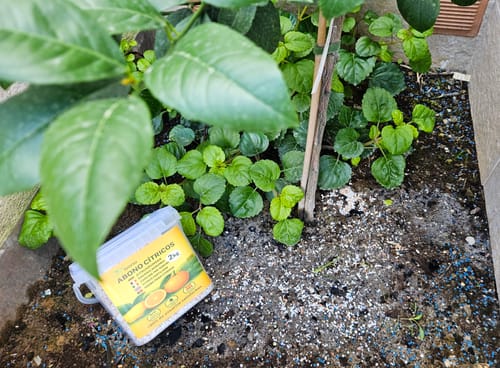 Customer photo review of FERTIBONO Abono Cítricos Premium para Limonero y Naranjos, 20-5-11, (2Kg), con Hierro, Calcio, Azufre, Magnesio, y Manganeso - Corrector de Carencias Múltiples