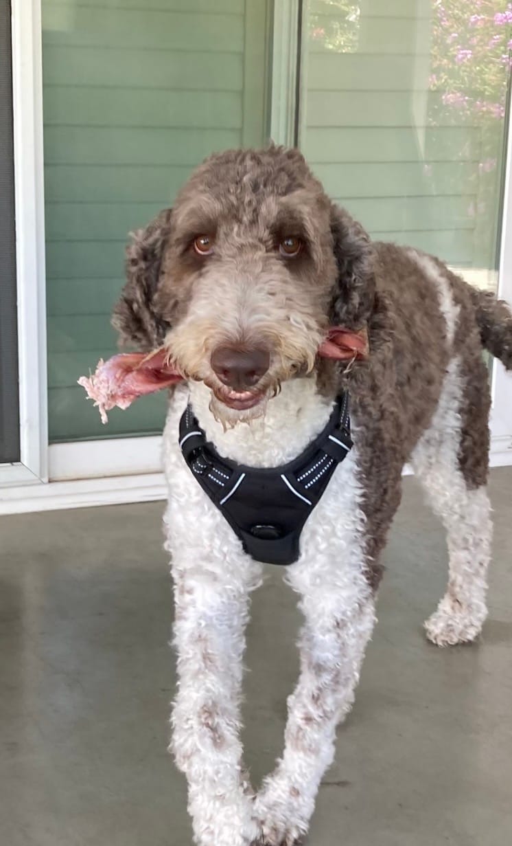 Customer photo review of 12 Inch Monster Braided Bully Stick