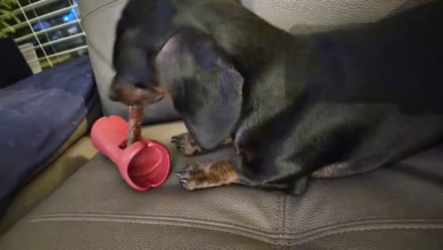 A customer's dachshund chewing a bully stick secured in the red Bully Stick Safety Holder while on a couch.