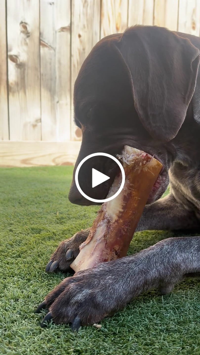Customer video review of Large Dog Valentine's Day Love Bundle (Your 12oz Jerky+2 Large Bones+12" Hick. Bully)