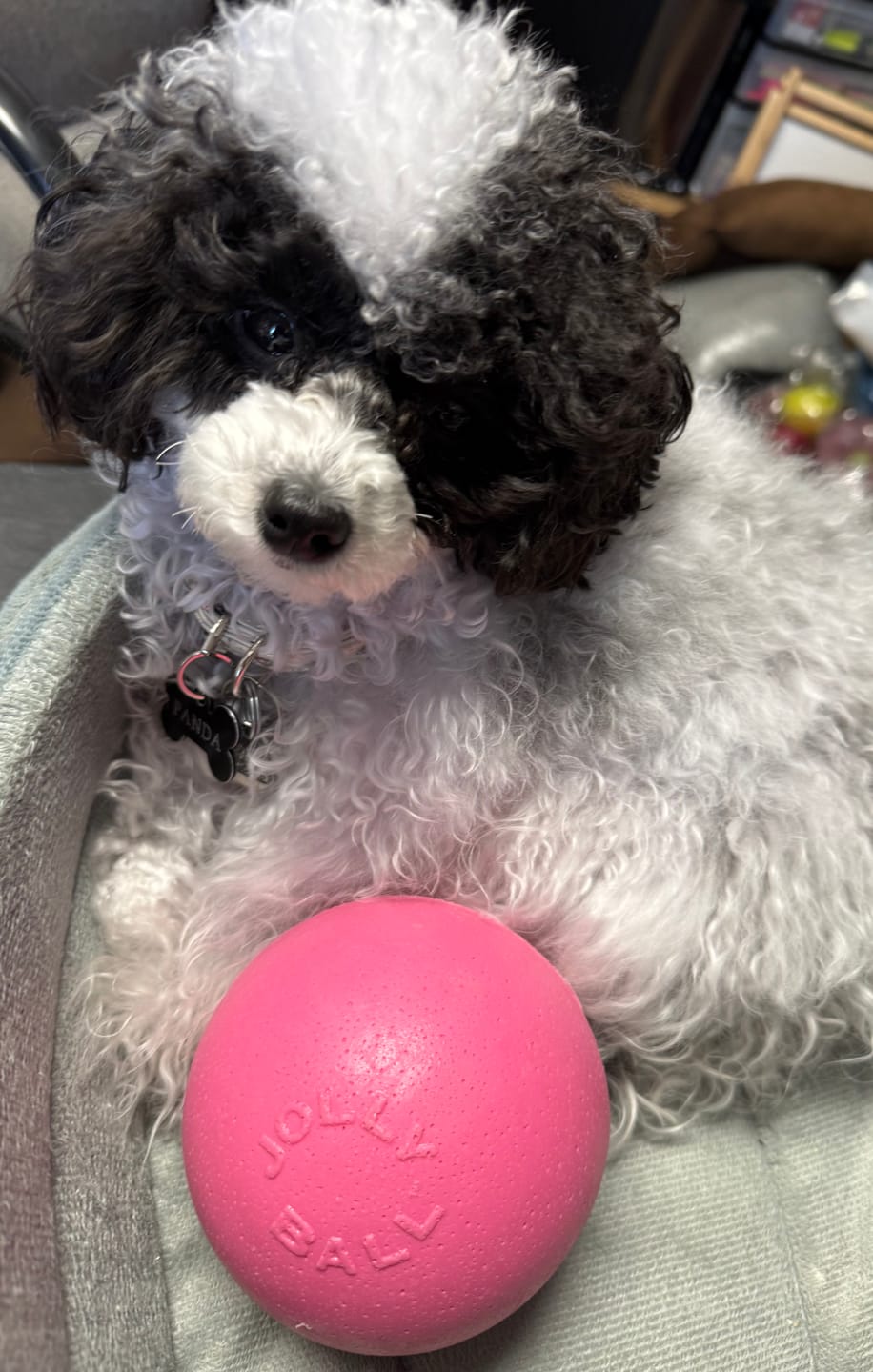 Customer photo review of Jolly Pets Pink Bounce-N-Play Ball - Small