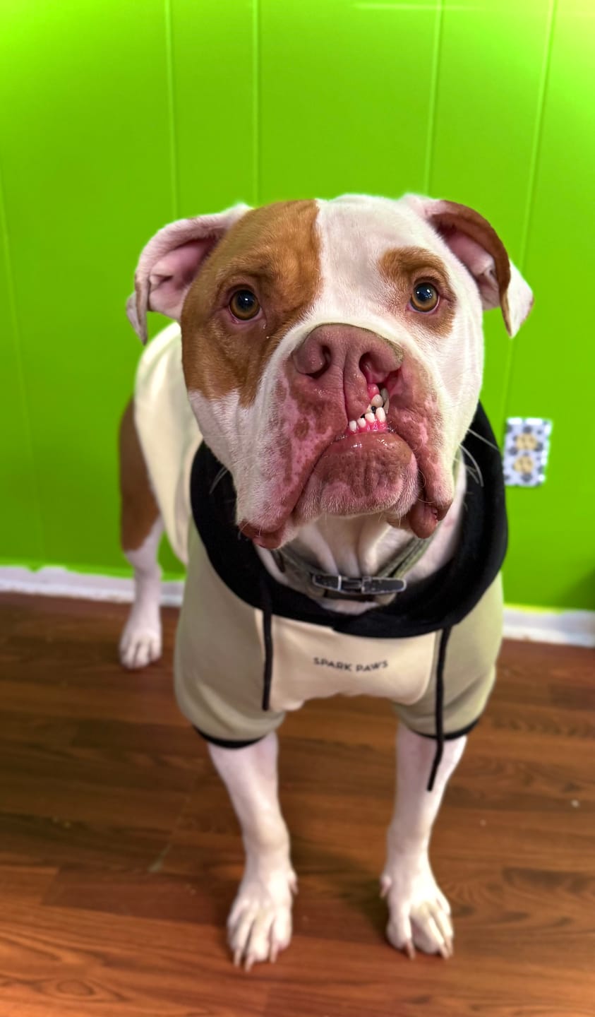Customer photo review of Olive Cream Dog Hoodie