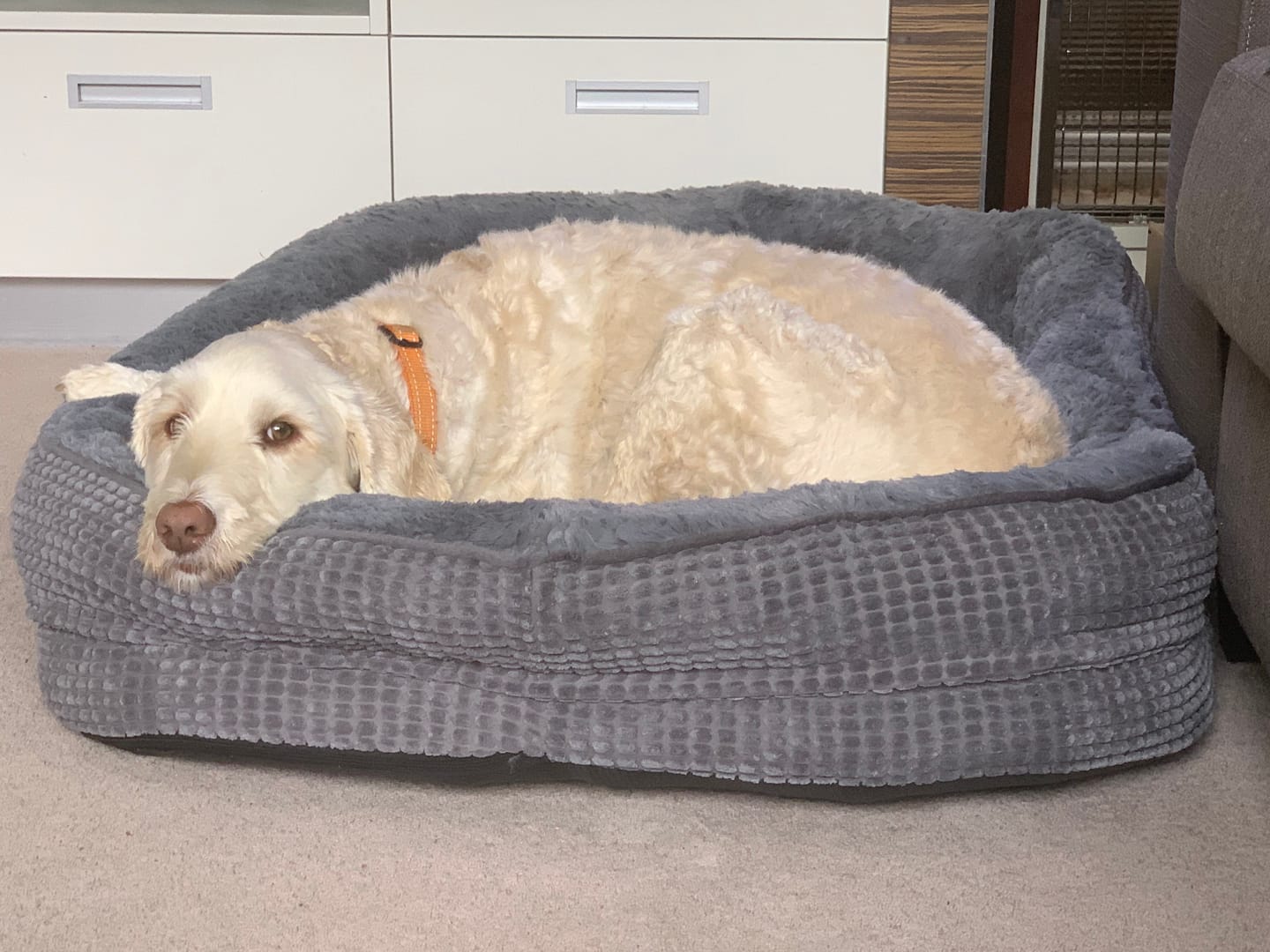 Customer photo review of Orthopedic Plush Dog Bed Soft Washable Pet Bed Grey Cosy Cushion