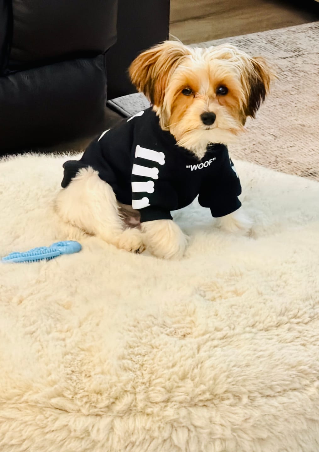 Customer photo review of "WOOF" Dog Hoodie - Black & Reflective