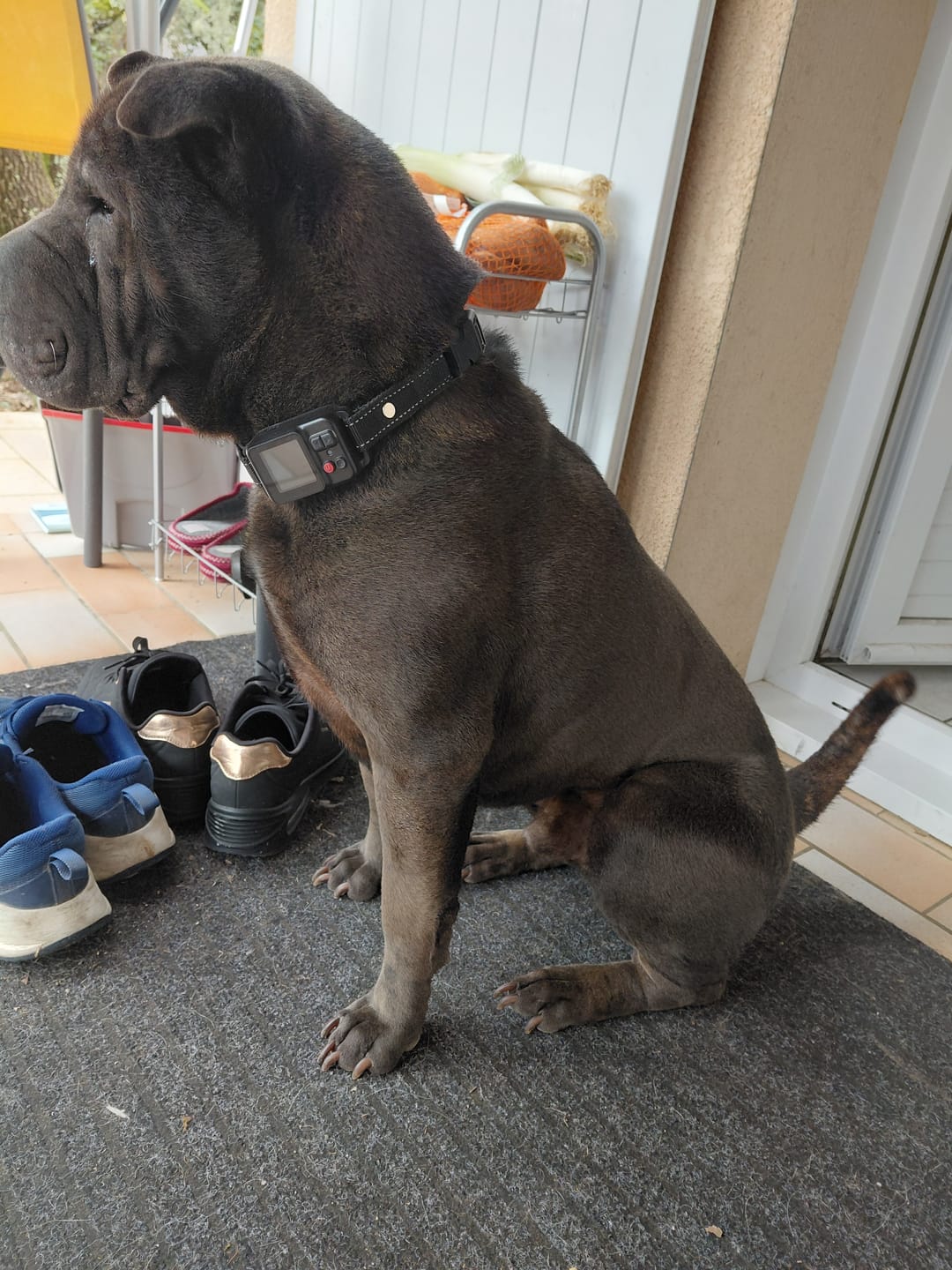 Customer photo review of Le 1er Collier Anti-Fugue GPS SANS ABONNEMENT – Sécurité Totale, Zéro Travaux