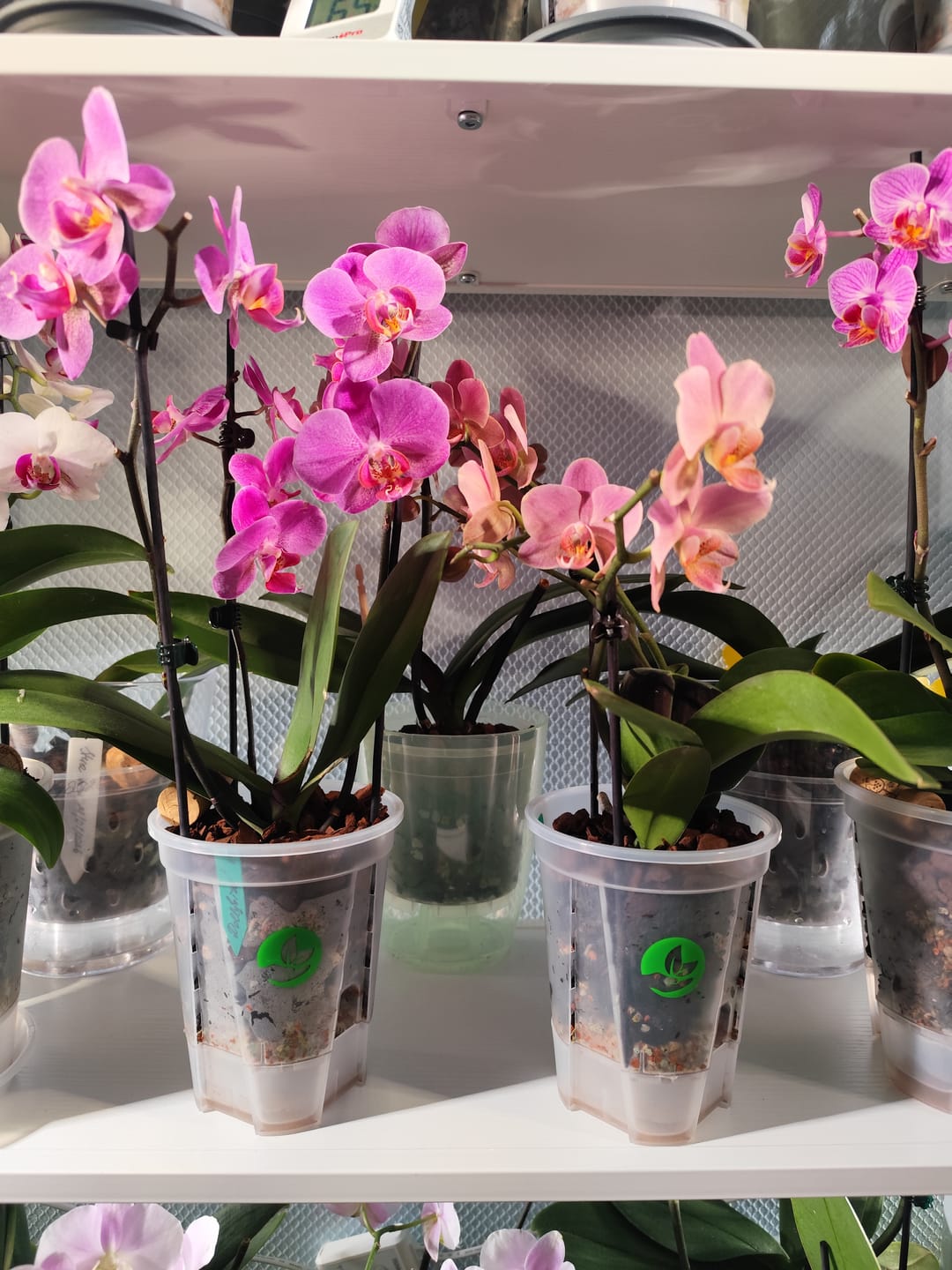 Customer photo review of Clear Self-Watering Plant Pots