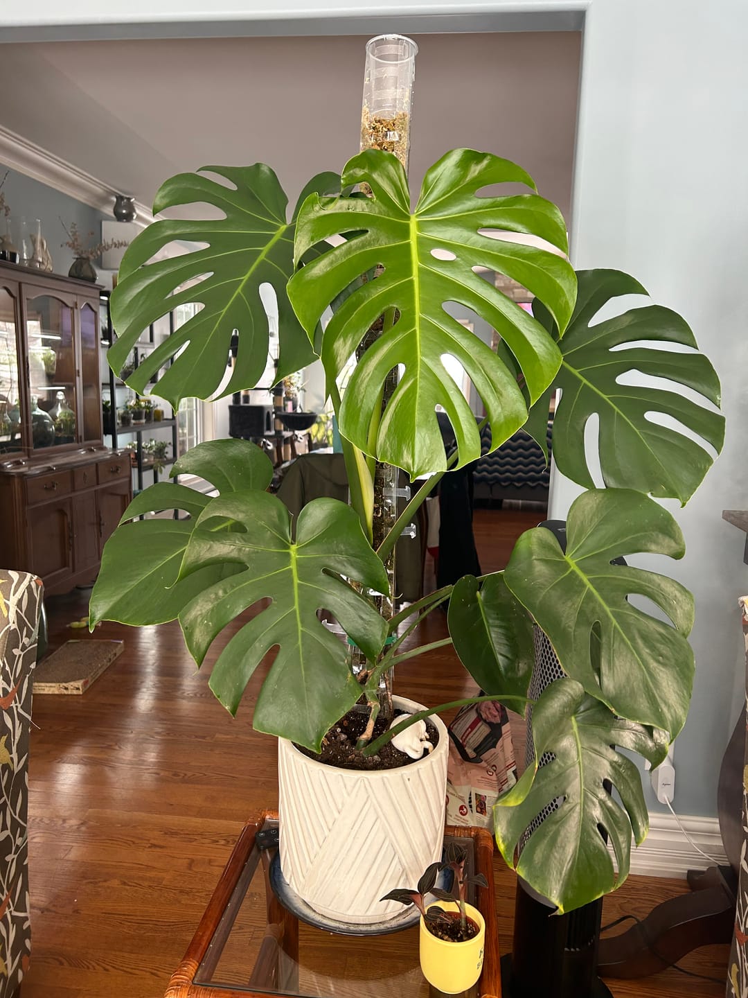 Customer photo review of Kelpy Food for Plants