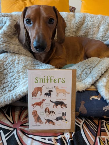 Customer photo review of Sniffers Card