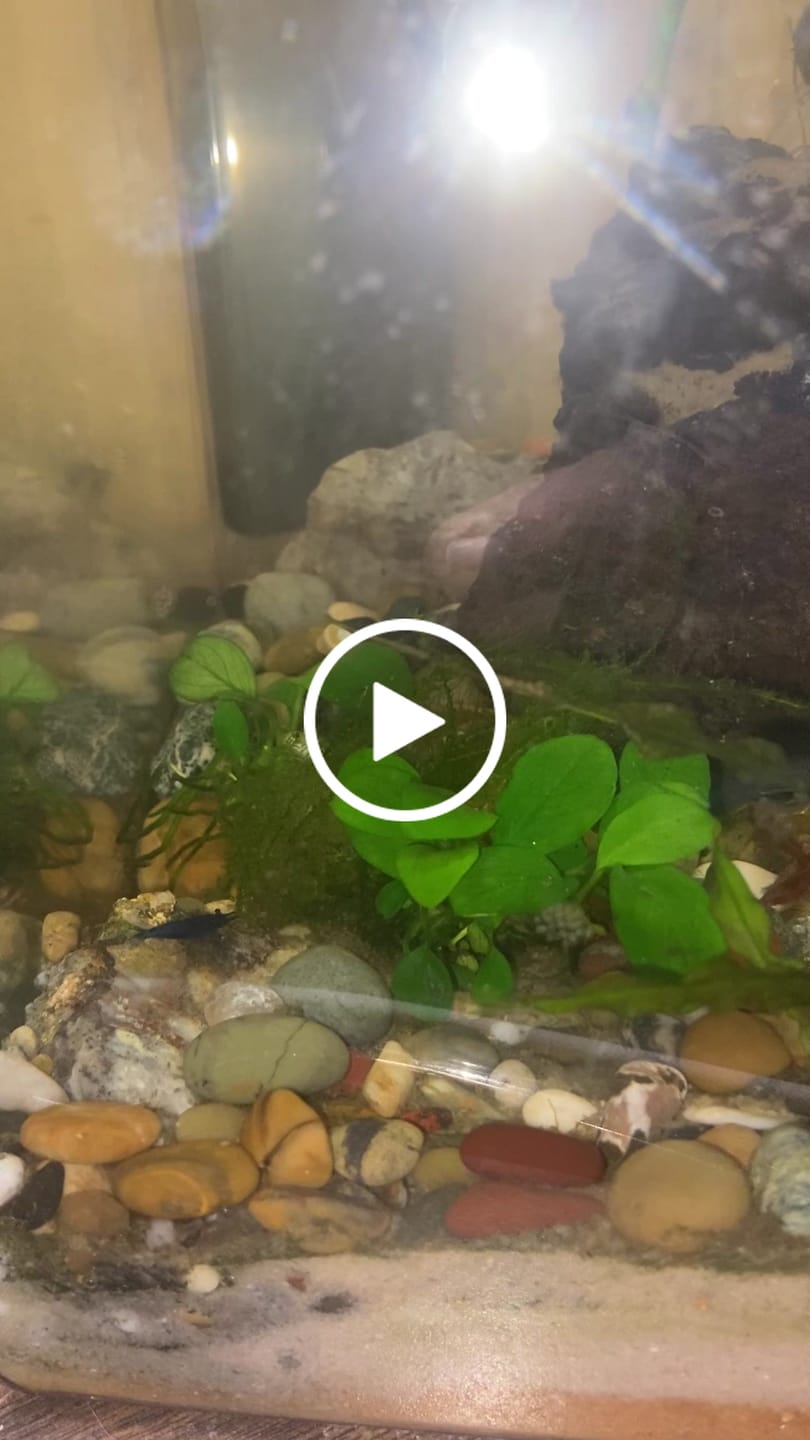 Customer video review of Carbon Rili Shrimp