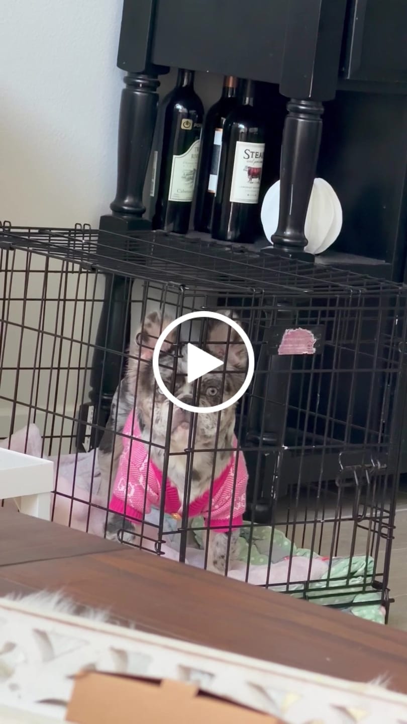 Customer video review of GG Blue Pink Edgy Cardigan