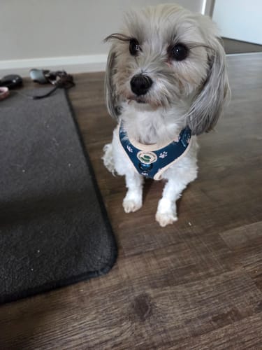 Customer photo review of Harness