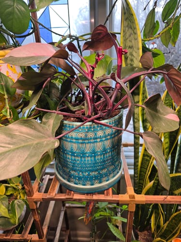 Customer's healthy philodendron plant with dark leaves in a decorative blue pot on a plant stand.
